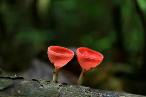 泰国热带雨林腐烂原木上生长的封闭红杯真菌或香槟玻璃蘑菇 — 图库照片