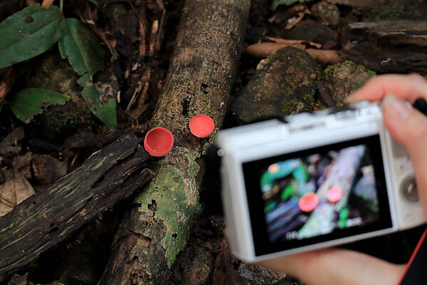 Female's hand holding a camera for taking picture of Red Cup Mushrooms growing on timber in the rain forest in Thailand