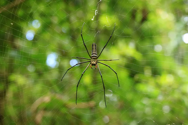 Large Spider Its Web National Park Saraburi Province Thailand — Stock Photo, Image