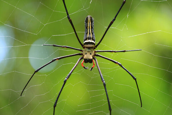 Close-up of a large spider on its web in the rainforest of Saraburi province, Thailand