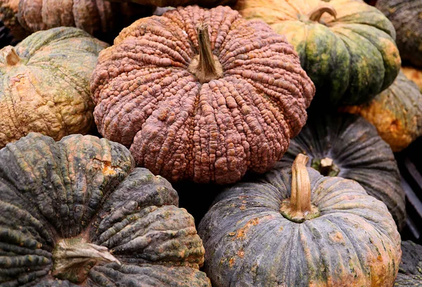 Högen Med Flerfärgad Rough Peel Pumpkins — Stockfoto