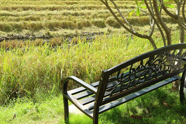 収穫期の水田の下の黒い錬鉄製のベンチ — ストック写真