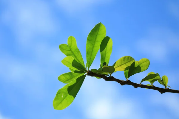 Canlı Yeşil Yaprakları Olan Ağaç Dalı Güneşli Mavi Gökyüzüne Karşı — Stok fotoğraf