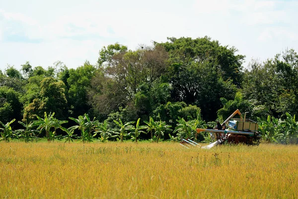 Combine Machine Trabalhando Golden Paddy Field Temporada Colheita Tailândia — Fotografia de Stock