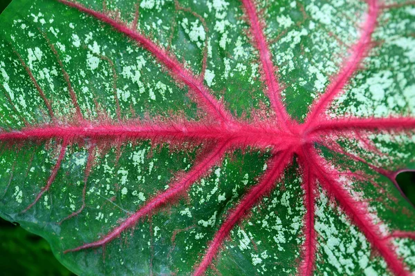 Textura Hoja Colorida Del Caladio Del Ponche Del Partido Para —  Fotos de Stock