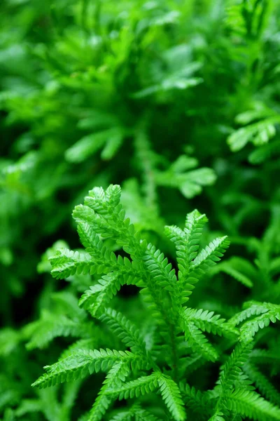 Image Verticale Gros Plans Feuilles Vertes Vibrantes Dans Jardin Avec — Photo