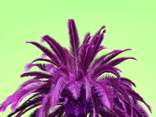 Pop Art Surrealer Stil Vibrierende Magenta Palme Auf Lindgrünem Hintergrund — Stockfoto