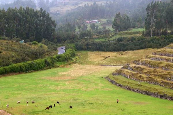 Grupo Alpacas Grazing Encosta Colina Sacsayhuaman Inca Citadel Ruins Cuzco — Fotografia de Stock