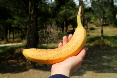 Ripe banana with brown spots on its skin in woman's hand against blurry forest clipart