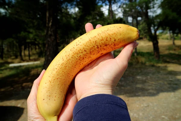 Female\'s hands holding a ripe banana with brown spots on its skin