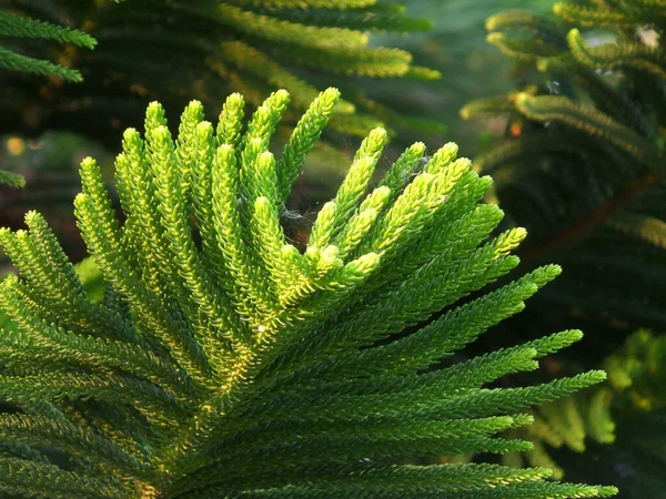 Fechado Folhas Verdes Vibrantes Cook Pine Tree Luz Sol Tarde — Fotografia de Stock