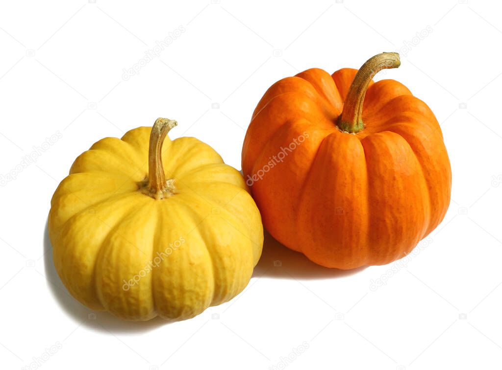 Pair of Vibrant Color Ripe Pumpkins with Stem Isolated on White Background