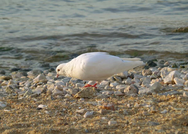 Une Belle Colombe Blanche Sur Plage Ensoleillée Île Mykonos Grèce — Photo