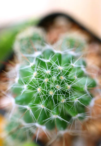 Top View Mini Cactus Plants Macro Shot Plant Texture Selective — Stock Photo, Image