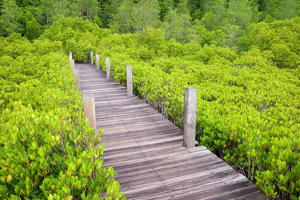 Ξύλινο Μονοπάτι Στο Φωτεινό Πράσινο Spurred Mangrove Ινδικό Δάσος Mangrove — Φωτογραφία Αρχείου