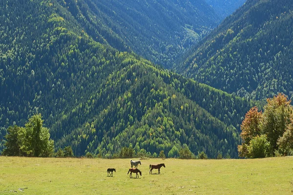 Grupa Koni Łące Zboczu Góry Mestia Region Svaneti Gruzja — Zdjęcie stockowe