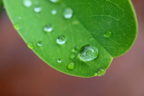 Gros Plan Gouttelettes Eau Cristalline Sur Une Feuille Verte Vibrante — Photo