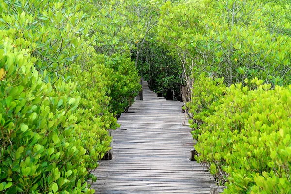 ラヨン県の鮮やかな緑のインドマングローブやスプルードマングローブの森の間の長い木の道 — ストック写真
