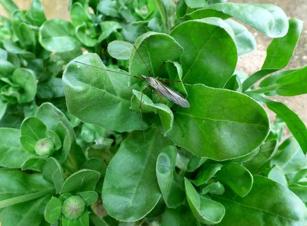 Yunanistan Girit Adası Ndaki Yeşil Yaprak Dinlenen Küçük Böcek — Stok fotoğraf