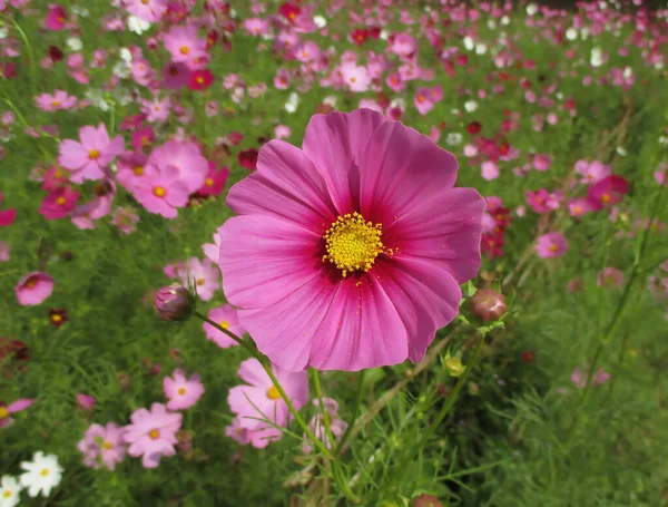 Closed Vibrant Pink Blooming Cosmos Flower Cosmos Field Thailand — Stock Photo, Image
