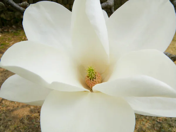 Close Pure White Blooming Magnolia Flower — Stock Photo, Image