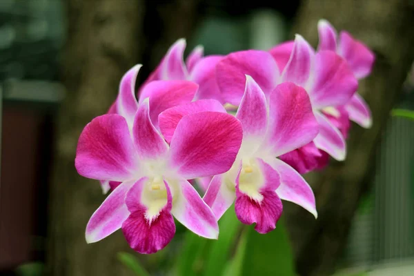 Bunch Vivid Pink White Blooming Orchid Copy Space — Stock Photo, Image