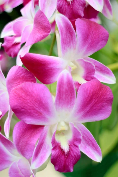 Vertical Image Bunch Vibrant Pink White Blooming Orchid Flowers — Stock Photo, Image