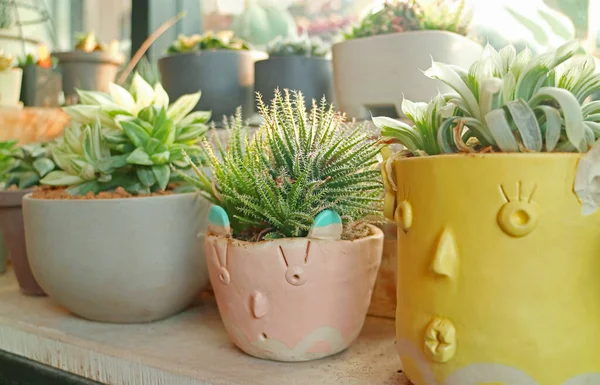 Collection Indoor Houseplants Displaying Window — Stock Photo, Image