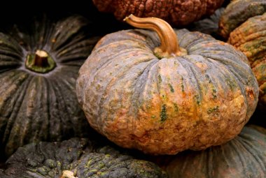 Diğerlerinin arasında parlak iki tonlu balkabağı