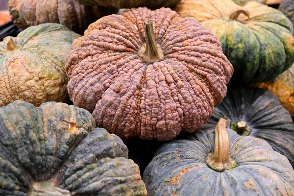 Heap Levande Orange Gula Färg Pumpor För Bakgrund Och Konsistens — Stockfoto