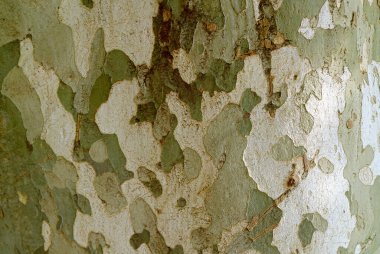 Arka plan veya Bayrak için Sycamore Ağaç Kabuğu 'nun şaşırtıcı kamuflaj deseni