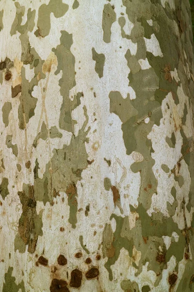 Vertikal Bild Ett Unikt Kamouflagemönster Sycamore Tree Bark — Stockfoto