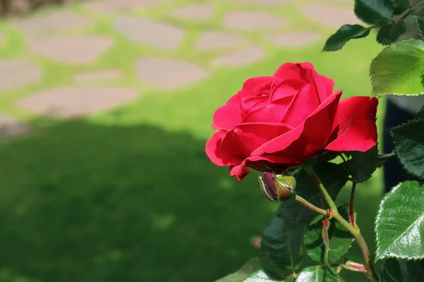 Ανθισμένο Κόκκινο Τριαντάφυλλο Στο Φως Του Ήλιου Θολή Πράσινο Γκαζόν — Φωτογραφία Αρχείου