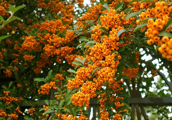 閉じるフェンスで成長しているファイアソーン Pyracanta の鮮やかなオレンジの果実の束 — ストック写真