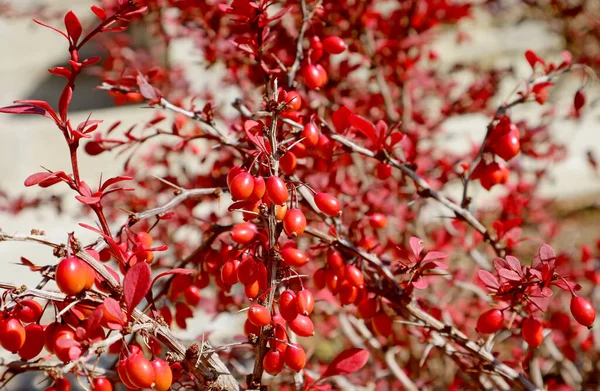 อนของ Red Barberries บนก Thorny ในแสงแดด — ภาพถ่ายสต็อก