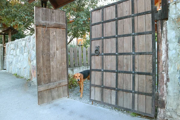 Kutya Kerítésen Belül Egy Vidéki Ház — Stock Fotó