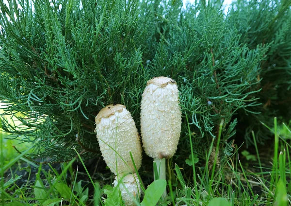 庭の芝生の上の白い楕円形の弁護士のウィッグキノコのペア — ストック写真