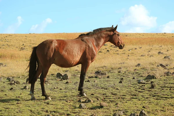 Brun Vild Häst Påskön Chile Sydamerika — Stockfoto