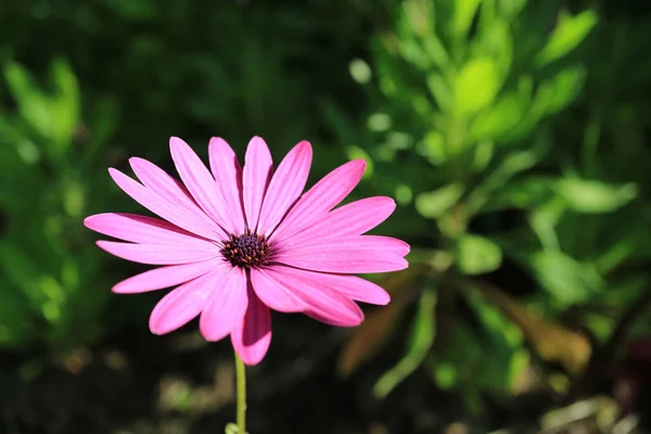 One Vibrant Pink Daisy Flower Sunny Garden — Stock Photo, Image
