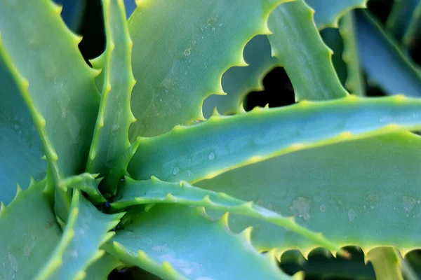 Zbliżenie Aloe Vera Roślin Rano Światło Słoneczne — Zdjęcie stockowe