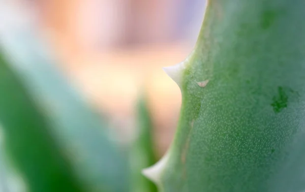 Szoros Textúra Thorny Levél Aloe Vera Növény — Stock Fotó