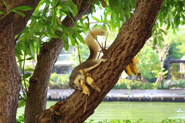 Scoiattolo Bruno Che Mangia Banane Alcune Persone Rimaste Sull Albero — Foto Stock