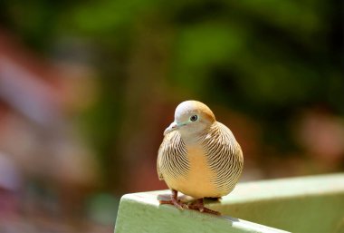 Yaklaştır Güzel Vahşi Zebra Güvercini Balkon korkuluklarında dinleniyor