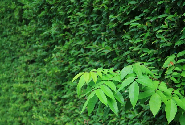 Closeup Vibrant Verde Frunze Împotriva Blurry Evergreen Hedging Plante — Fotografie, imagine de stoc
