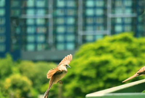 Närbild Wild Zebra Dove Flyger Till Byggnadens Balkong Med Suddig — Stockfoto
