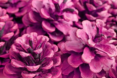 Arkaplan veya pankart için Pop Art style morumsu kuru çam kozalakları yığını