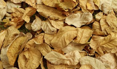 Yere düşen kuru sonbahar yaprakları yığını.