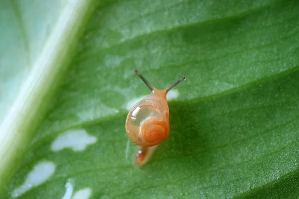 Κλείστε Ένα Μικρό Σαλιγκάρι Χαλαρώνοντας Ένα Πράσινο Φύλλο — Φωτογραφία Αρχείου