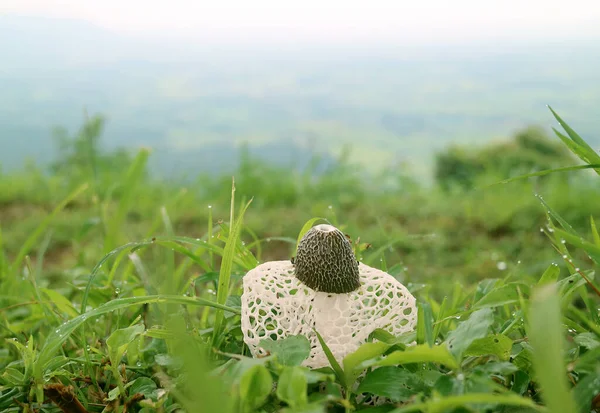 Branco Long Net Stinkhorn Cogumelo Fungo Bambu Campo Grama Verde — Fotografia de Stock