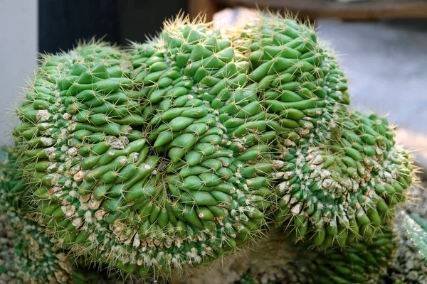 Zbliżenie Potted Mammillaria Elongata Cristata Lub Brain Cactus Selektywnym Ukierunkowaniem — Zdjęcie stockowe